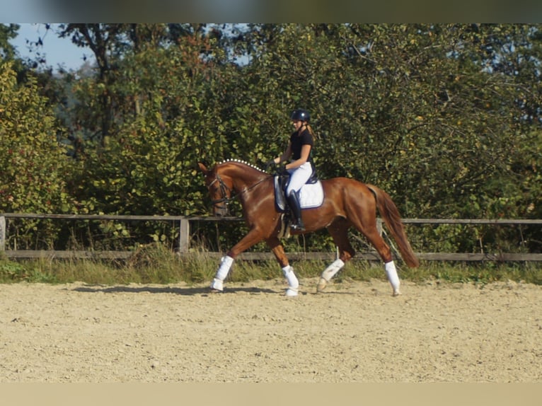Westfaliano Giumenta 7 Anni 172 cm Sauro scuro in Iserlohn