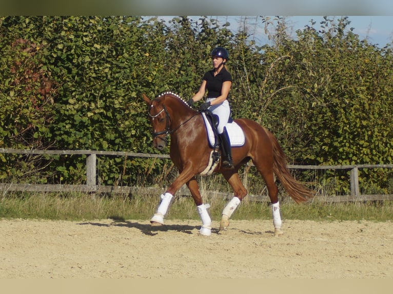 Westfaliano Giumenta 7 Anni 172 cm Sauro scuro in Iserlohn
