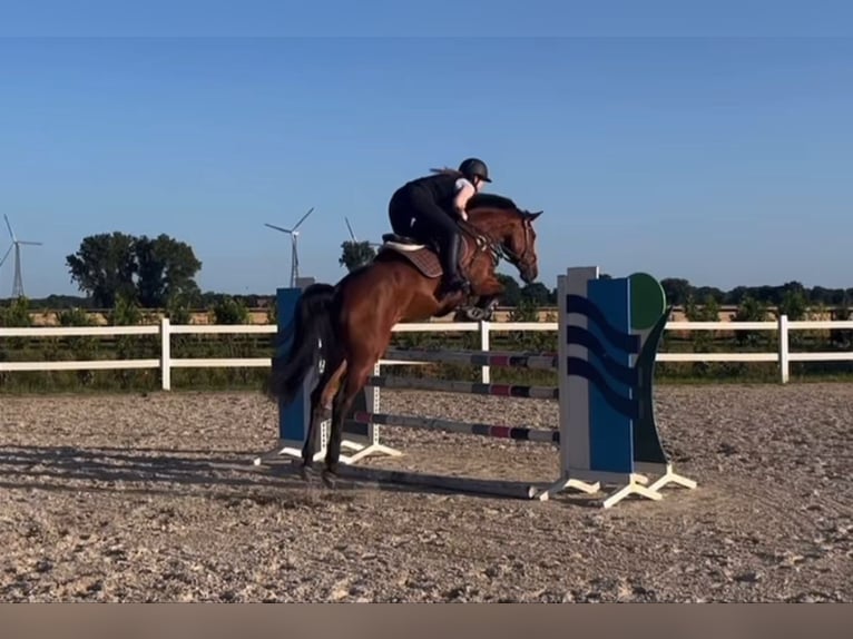 Westfaliano Giumenta 7 Anni 173 cm Baio in Vechta