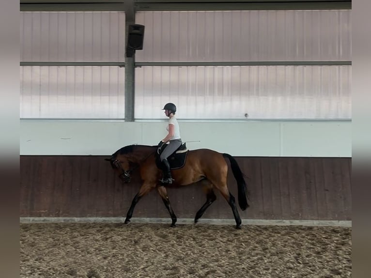 Westfaliano Giumenta 7 Anni 173 cm Baio in Vechta
