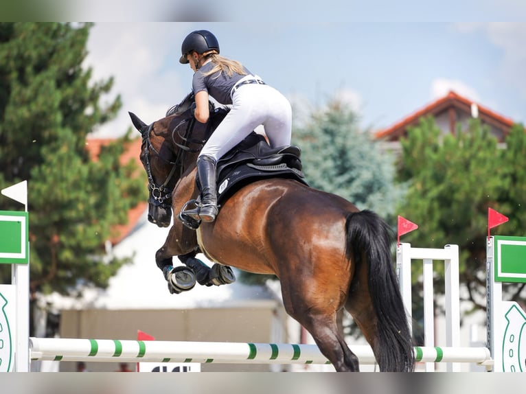 Westfaliano Giumenta 7 Anni 173 cm Baio in Motešice