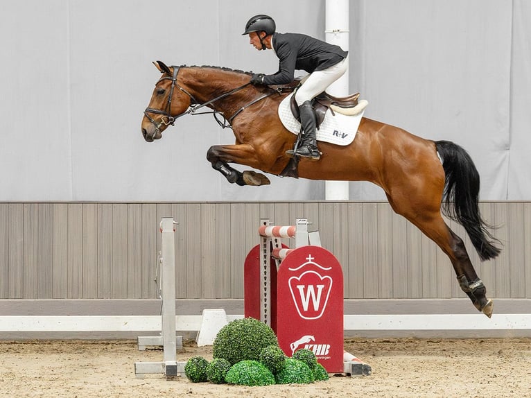 Westfaliano Giumenta 7 Anni 173 cm Baio in Münster-Handorf