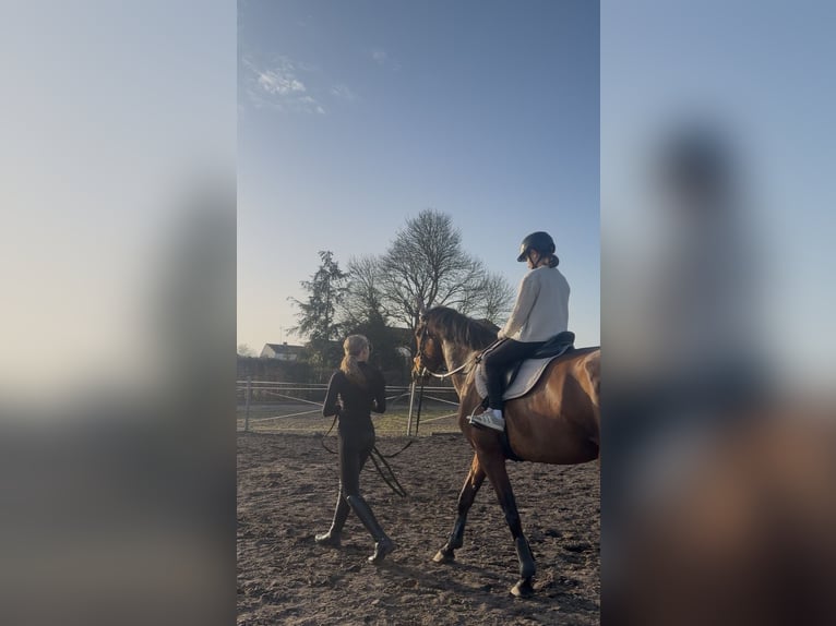 Westfaliano Giumenta 7 Anni 174 cm Baio in Brandenburg an der Havel