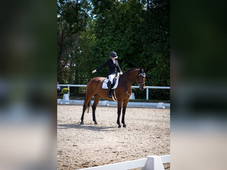 Westfaliano Giumenta 7 Anni 174 cm  in Finsing