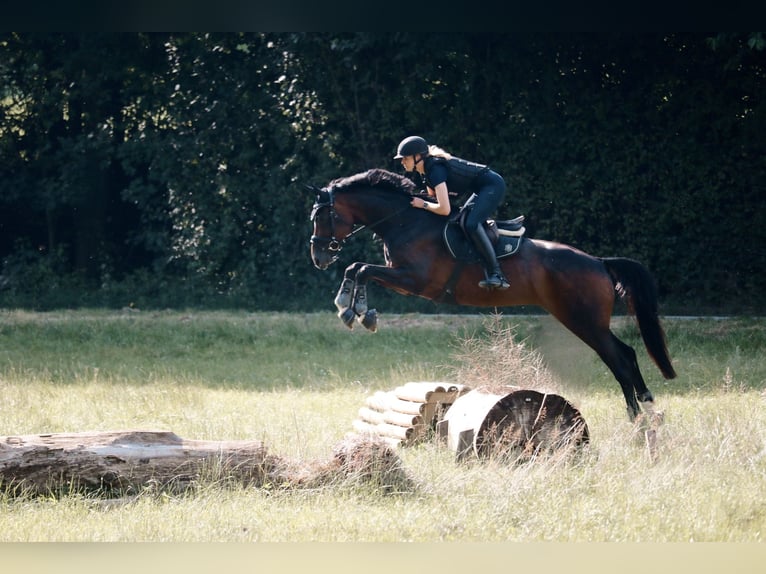 Westfaliano Giumenta 7 Anni 175 cm Baio nero in Salzkotten