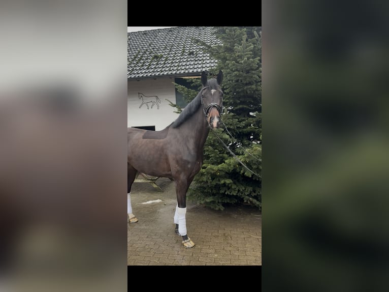 Westfaliano Giumenta 7 Anni 176 cm Baio nero in Düsseldorf