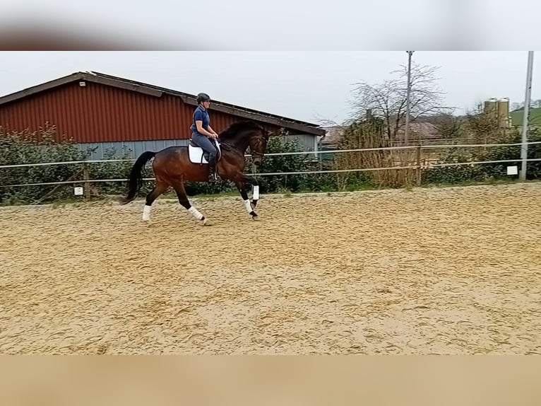 Westfaliano Giumenta 7 Anni 177 cm Baio scuro in Blomberg