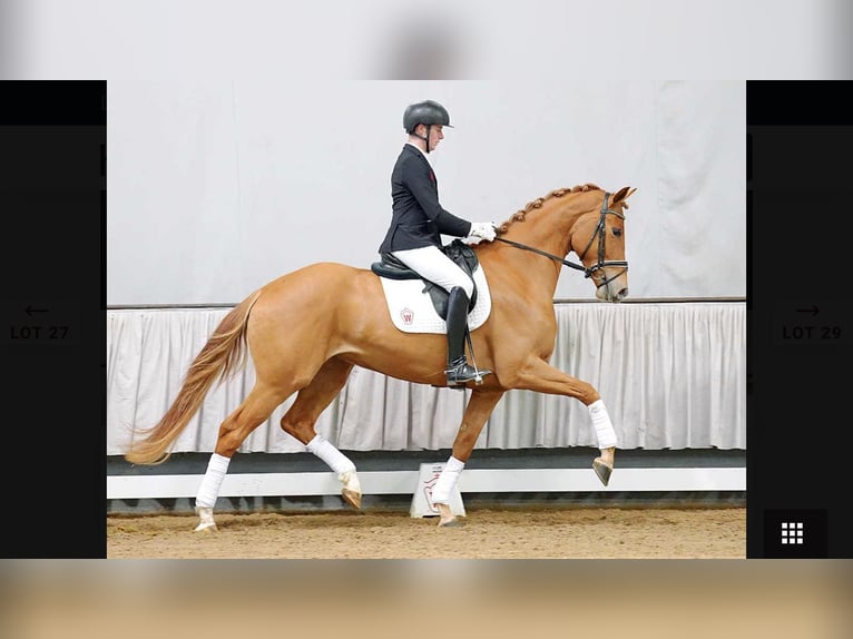 Westfaliano Giumenta 7 Anni 178 cm Sauro in Wiener Neudorf