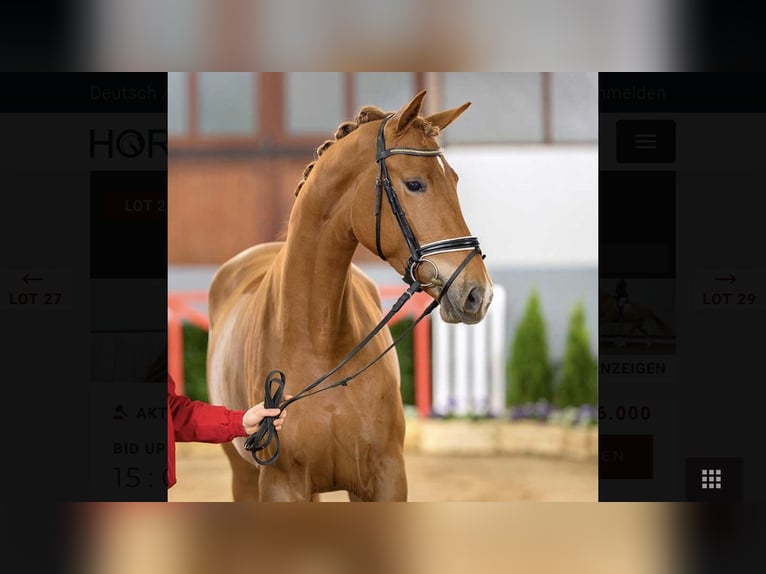 Westfaliano Giumenta 7 Anni 178 cm Sauro in Wiener Neudorf