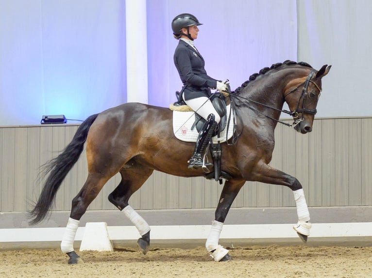 Westfaliano Giumenta 7 Anni Baio in Mnster-Handorf