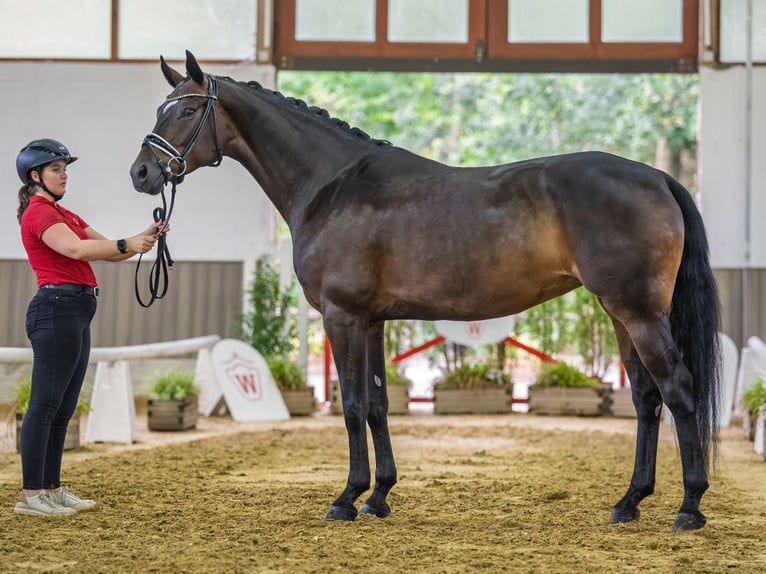 Westfaliano Giumenta 7 Anni Baio in Mnster-Handorf