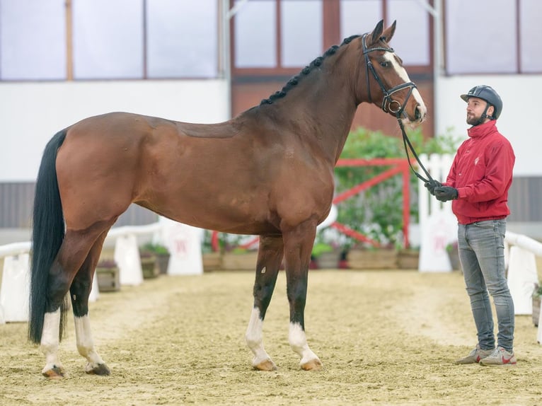 Westfaliano Giumenta 7 Anni Baio in Münster-Handorf