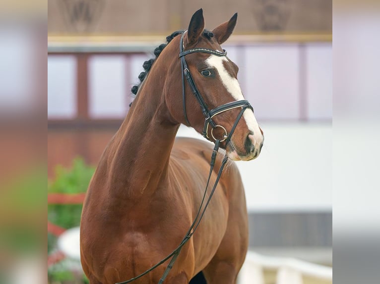 Westfaliano Giumenta 7 Anni Baio in Münster-Handorf