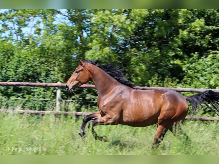 Westfaliano Giumenta 7 Anni Baio in Delbrück