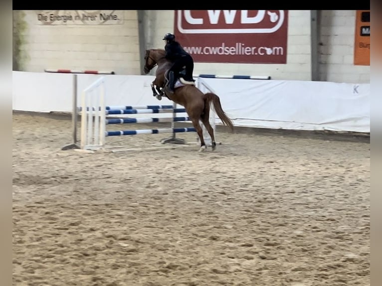 Westfaliano Giumenta 8 Anni 146 cm Falbo in Heddesheim