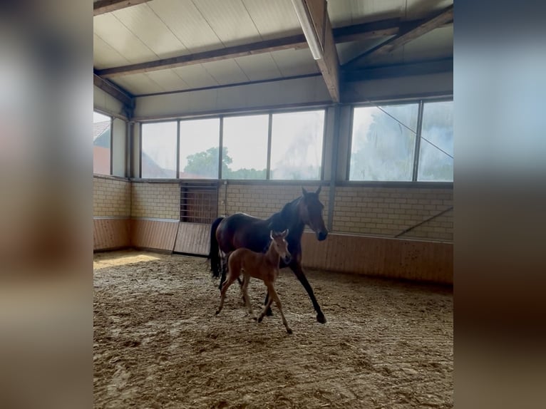 Westfaliano Giumenta 8 Anni 152 cm Baio in Gescher