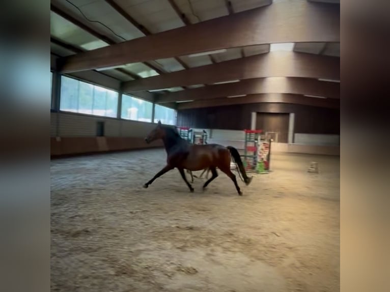Westfaliano Giumenta 8 Anni 152 cm Baio in Gescher