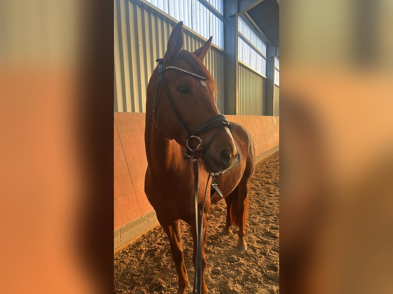 Westfaliano Giumenta 8 Anni 160 cm Sauro in Kerpen