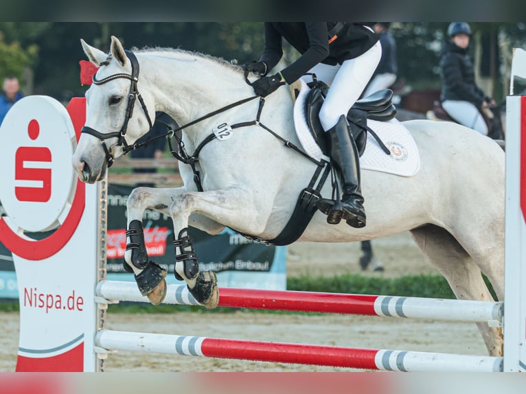 Westfaliano Giumenta 8 Anni 161 cm Grigio in Wesel