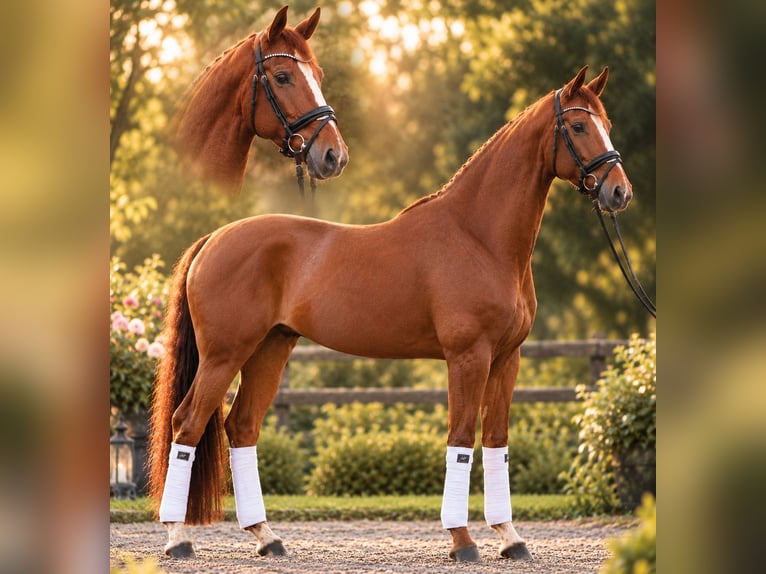 Westfaliano Giumenta 8 Anni 164 cm Sauro in Warendorf
