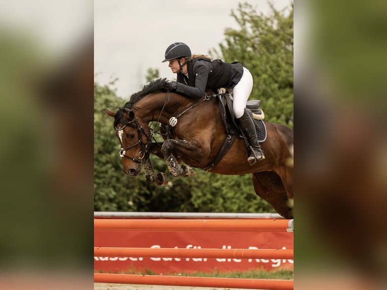 Westfaliano Giumenta 8 Anni 165 cm Baio in Mönchengladbach
