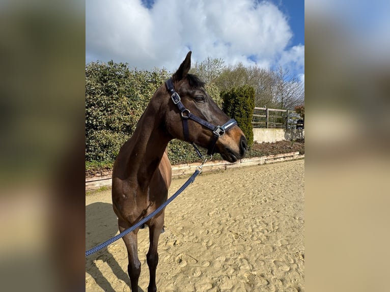 Westfaliano Giumenta 8 Anni 165 cm Baio scuro in Gevelsberg