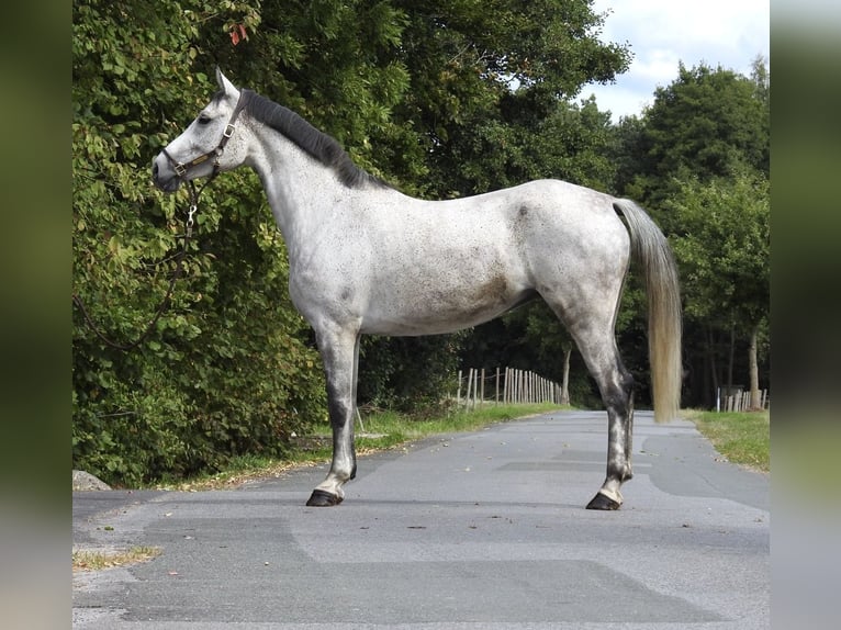 Westfaliano Giumenta 8 Anni 165 cm Grigio in Verl