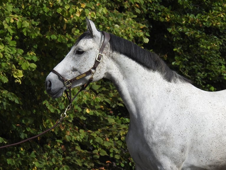 Westfaliano Giumenta 8 Anni 165 cm Grigio in Verl