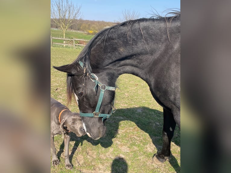 Westfaliano Giumenta 8 Anni 165 cm Morello in salins