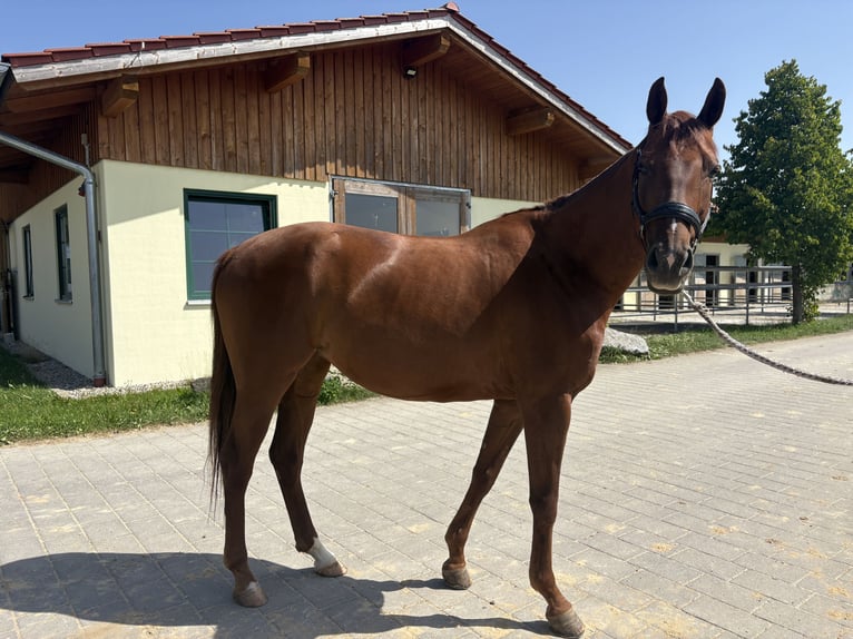 Westfaliano Giumenta 8 Anni 165 cm Sauro in Starnberg