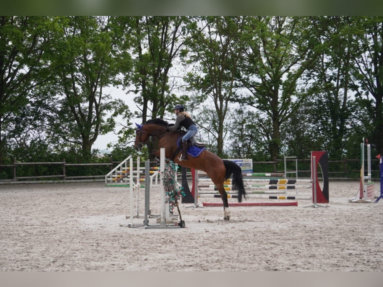 Westfaliano Giumenta 8 Anni 166 cm Baio in Grevenbroich