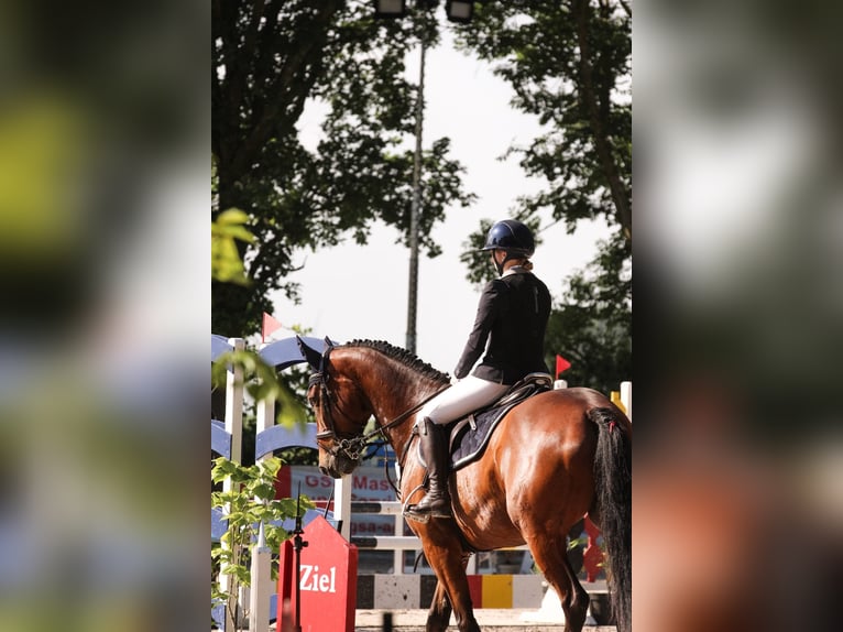 Westfaliano Giumenta 8 Anni 166 cm Baio in Grevenbroich