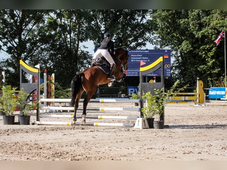 Westfaliano Giumenta 8 Anni 166 cm Baio in Grevenbroich