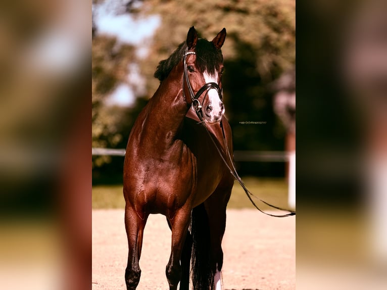 Westfaliano Giumenta 8 Anni 167 cm Baio in Greven