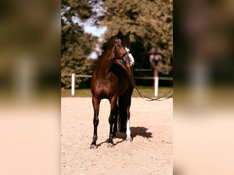 Westfaliano Giumenta 8 Anni 167 cm Baio in Greven
