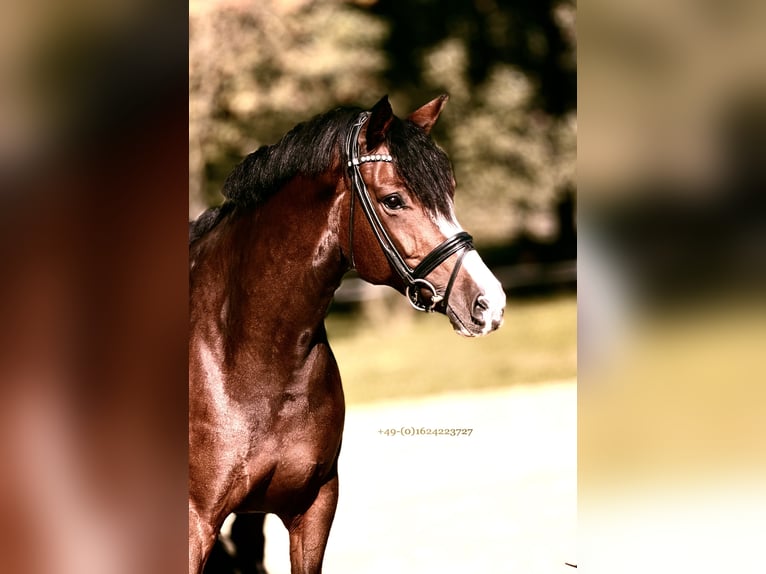 Westfaliano Giumenta 8 Anni 167 cm Baio in Greven
