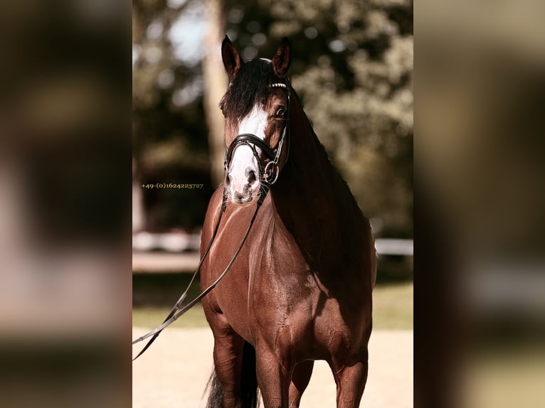 Westfaliano Giumenta 8 Anni 167 cm Baio in Greven