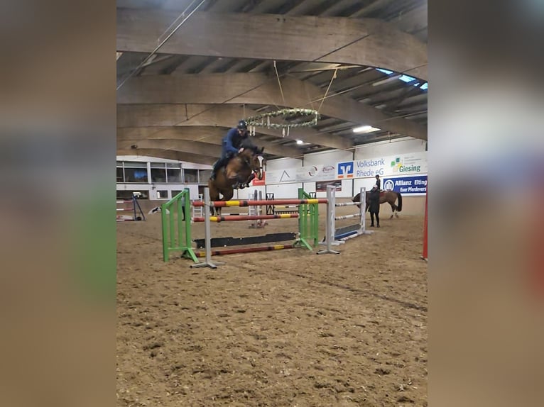 Westfaliano Giumenta 8 Anni 167 cm Baio in Rhede