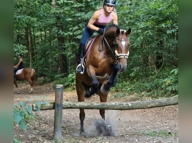Westfaliano Giumenta 8 Anni 167 cm Baio in Kaldenkirchen