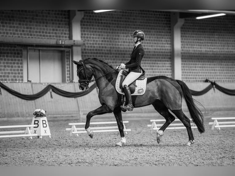 Westfaliano Giumenta 8 Anni 167 cm Baio nero in Arnsberg