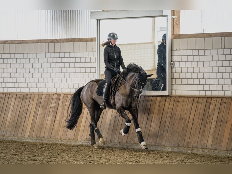 Westfaliano Giumenta 8 Anni 167 cm Baio nero in Arnsberg