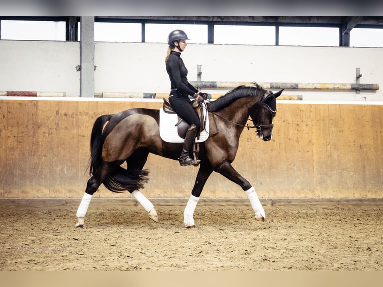 Westfaliano Giumenta 8 Anni 167 cm Baio nero in Arnsberg