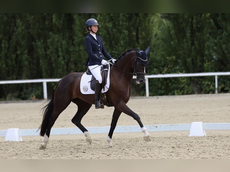 Westfaliano Giumenta 8 Anni 167 cm Baio nero in Arnsberg
