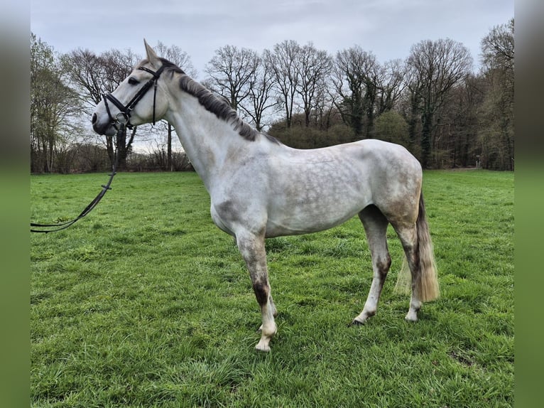 Westfaliano Giumenta 8 Anni 167 cm Grigio in Hörstel