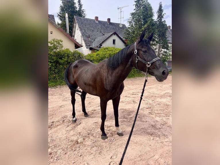 Westfaliano Giumenta 8 Anni 167 cm Morello in Sonnefeld