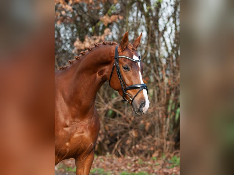 Westfaliano Giumenta 8 Anni 167 cm Sauro in Voorst