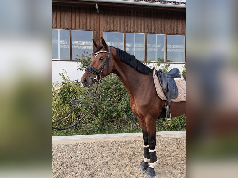 Westfaliano Giumenta 8 Anni 168 cm Baio in Margarethen am Moos