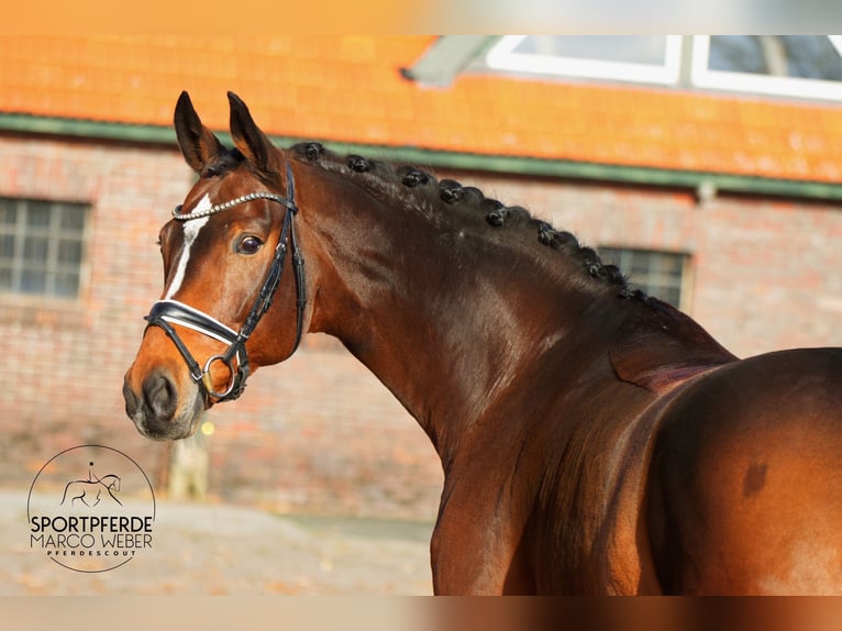 Westfaliano Giumenta 8 Anni 168 cm Baio in Westerstede
