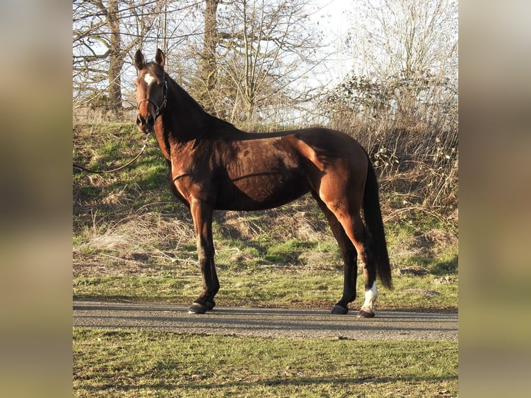 Westfaliano Giumenta 8 Anni 168 cm Baio in Verl