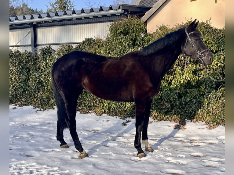 Westfaliano Giumenta 8 Anni 168 cm Morello in Sonnefeld